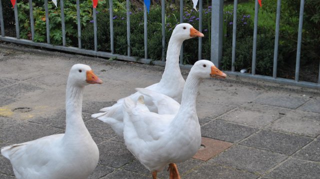 Kans met een Gans (zondag 22 oktober 2017)